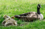 Goose Family Connections - Brad