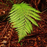 Fern frond _ by Dennis