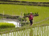 Working in a ricefield - Geophoto