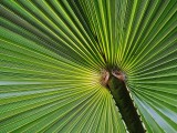 Palm in Paradise - kleivis