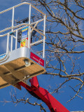Cherry Picker in Waiting - Stefan