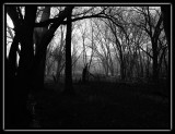 Minnesota River bottomlands - brent