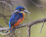 Azure Kingfisher _ by Dennis