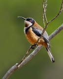 6th place - Eastern Spinebill _ by Dennis