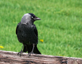 Jackdaw - Michael