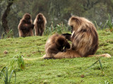 Geladas - Geophoto