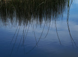 Water and reeds - Chris Oly