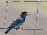 Hot Bluebird.  by Henry