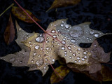Autumn Rain -Shirley 