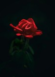 My Wifes Favorite Red Rose Garden .. John