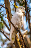 Sulphur Crested Cockatoo