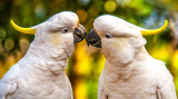 Sulphur Crested Cockatoo