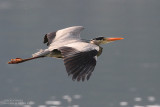 Hron cendr - Grey Heron