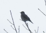 Townsends Solitaire, Berrien County, MI