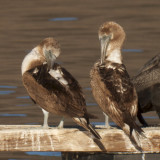 Blue-footed Boobies, Riverside County, CA