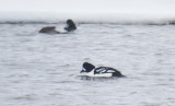 Barrows Goldeneye, Muskegon County, MI