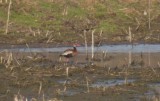 Black-bellied Whistling-Duck, Berrien County, MI
