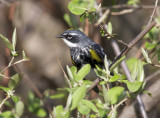 Yellow-rumped Warbler