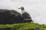 Belchers Gull (Larus belcheri)