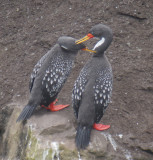 Red-legged Cormorants (Phalacrocorax gaimardi)