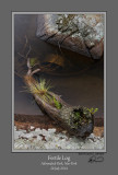 Fertile Log.jpg