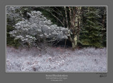Frosted Rhododendron Dolly Sods.jpg
