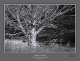 Maple in Winter Dolly Sods.jpg