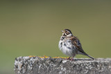 Reed Bunting (Emberiza schoeniclus) hybrid?