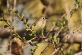 Roitelet  couronne rubis (Ruby-crowned Kinglet)