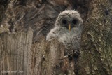 Chouette raye (Barred Owl) 