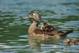 Canard branchu (Wood Duck)