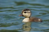 Canard branchu (Wood Duck)