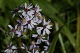 Aster