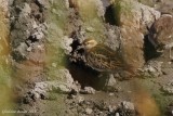Bcasseau  queue pointue (Sharp-tailed Sandpiper)