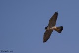 Faucon plerin (Peregrine Falcon)