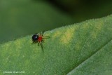 Araigne (Hypsosinga rubens - Orbweaver)