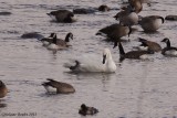 Cygne trompette (Trumpeter Swan)