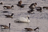 Cygne trompette (Trumpeter Swan)