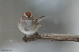 Bruant hudsonnien (American Tree Sparrow) 