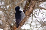 Pic  dos noir (Black-backed Woodpecker)