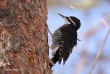 Pic  dos noir (Black-backed Woodpecker)