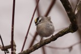 Roitelet  couronne dore (Golden-crowned Kinglet)