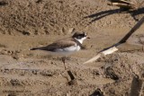 Pluvier semipalm (Semipalmated Plover) 