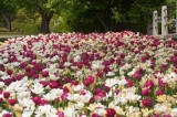 Tulipes
