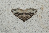 Xanthorhoe lacustata
