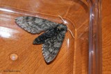 Sphinx ondulé (ceratomia undulosa)