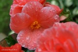 Goutte d'eau