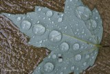 Goutte d'eau