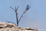 Passerin indigo (Indigo Bunting)