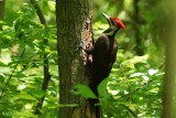 Grand Pic (Pileated Woodpecker)